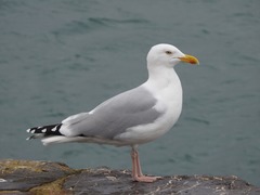 Larus argentatus