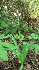 Chlorophytum tuberosum