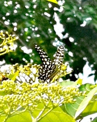 Graphium agamemnon agamemnon