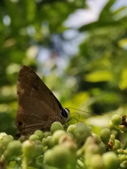 Deudorix epijarbas cinnabarus