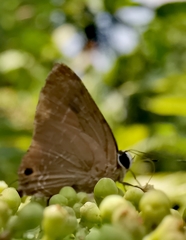 Deudorix epijarbas cinnabarus