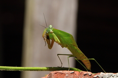 Choeradodis rhomboidea
