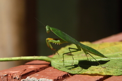 Choeradodis rhomboidea