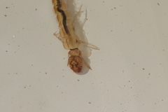Polyplectropus