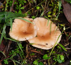 Singerocybe clitocyboides