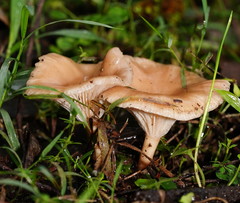 Singerocybe clitocyboides