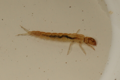 Polyplectropus