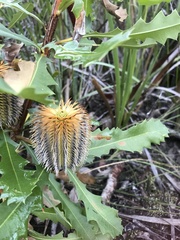 Banksia quercifolia