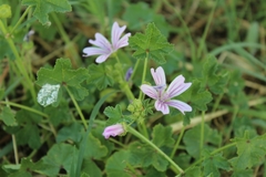 Malva