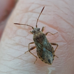 Stictopleurus punctiventris