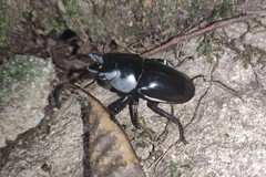 Neolucanus