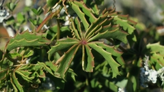 Cyphostemma quinatum