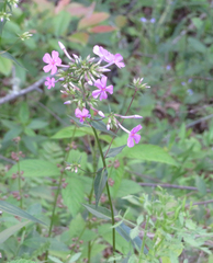 Phlox glaberrima