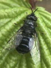 Odontomyia tigrina