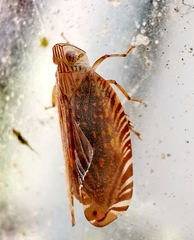 Lophopinae