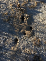 Dipodomys deserti