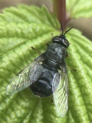 Odontomyia tigrina