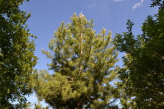 Pinus nigra laricio
