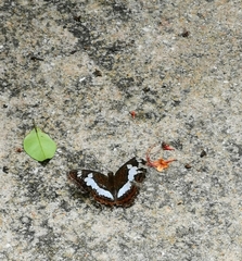 Moduza procris milonia