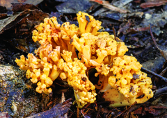 Ramaria lorithamnus