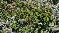 Cyphostemma quinatum