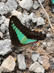 Graphium sarpedon luctatius