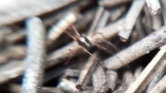 Erythraeoidea