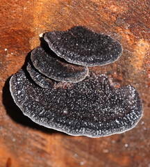 Postia pelliculosa