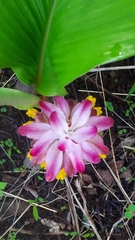 Curcuma