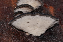 Postia pelliculosa