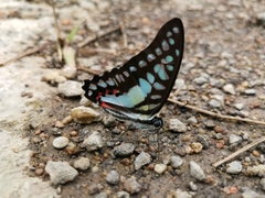 Graphium evemon eventus