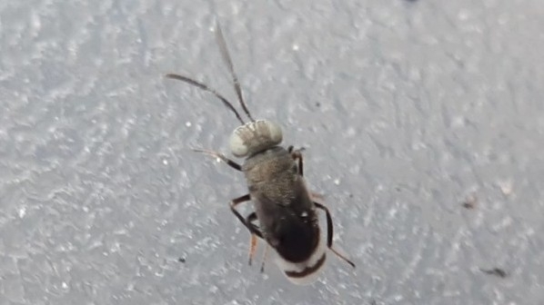 Dinocarsis
