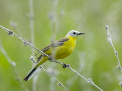 Motacilla flava leucocephala
