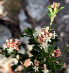 Pomaderris obcordata