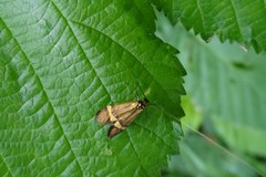 Nemophora degeerella