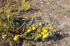 Hypericum tomentosum