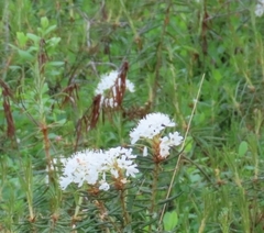 Rhododendron tomentosum