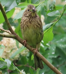 Emberiza citrinella