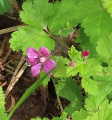 Rubus arcticus