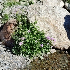 Cardamine raphanifolia