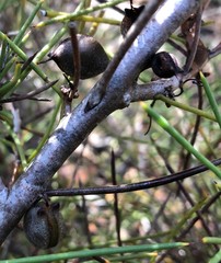 Hakea vittata