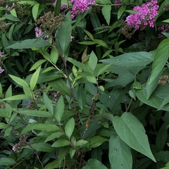 Ceriagrion auranticum