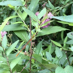 Ceriagrion auranticum