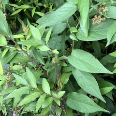 Ceriagrion auranticum