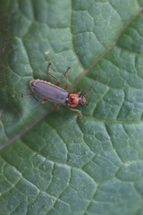 Cantharis lateralis