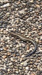 Plestiodon latiscutatus