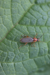 Cantharis lateralis