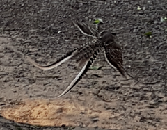 Hydropsalis torquata