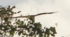 Buteo platypterus
