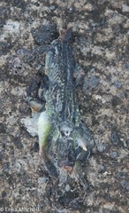 Anolis roquet salinei